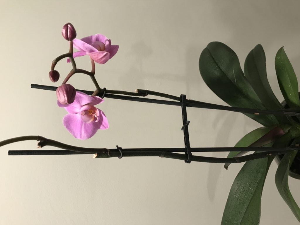 Orchid blooms again YHK daily photos