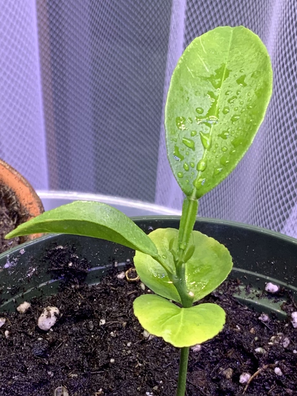 Repotting Citrus 🍊🌱 from clementine seed YHK daily photos