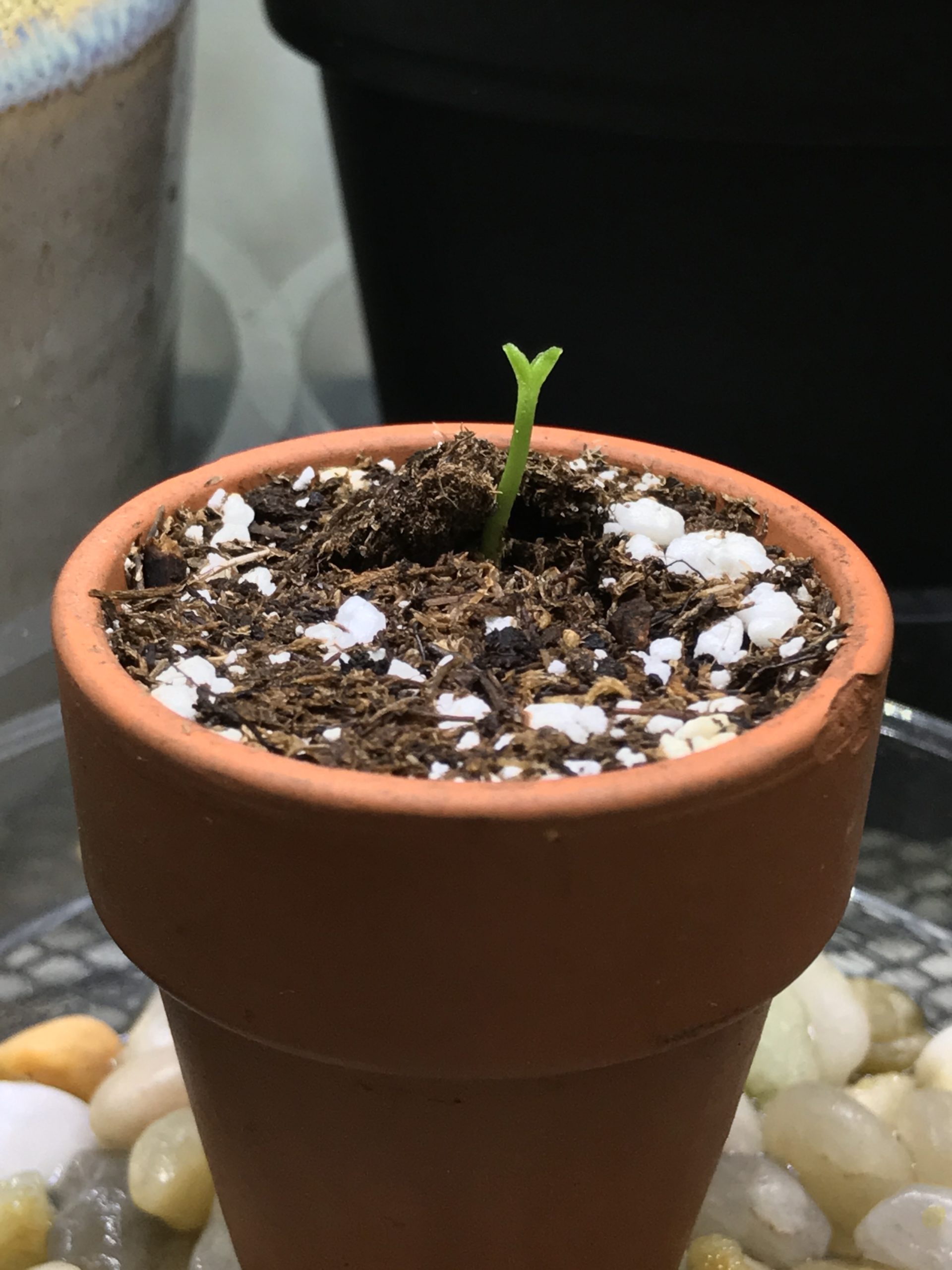 Repotting Citrus 🍊🌱 from clementine seed YHK daily photos