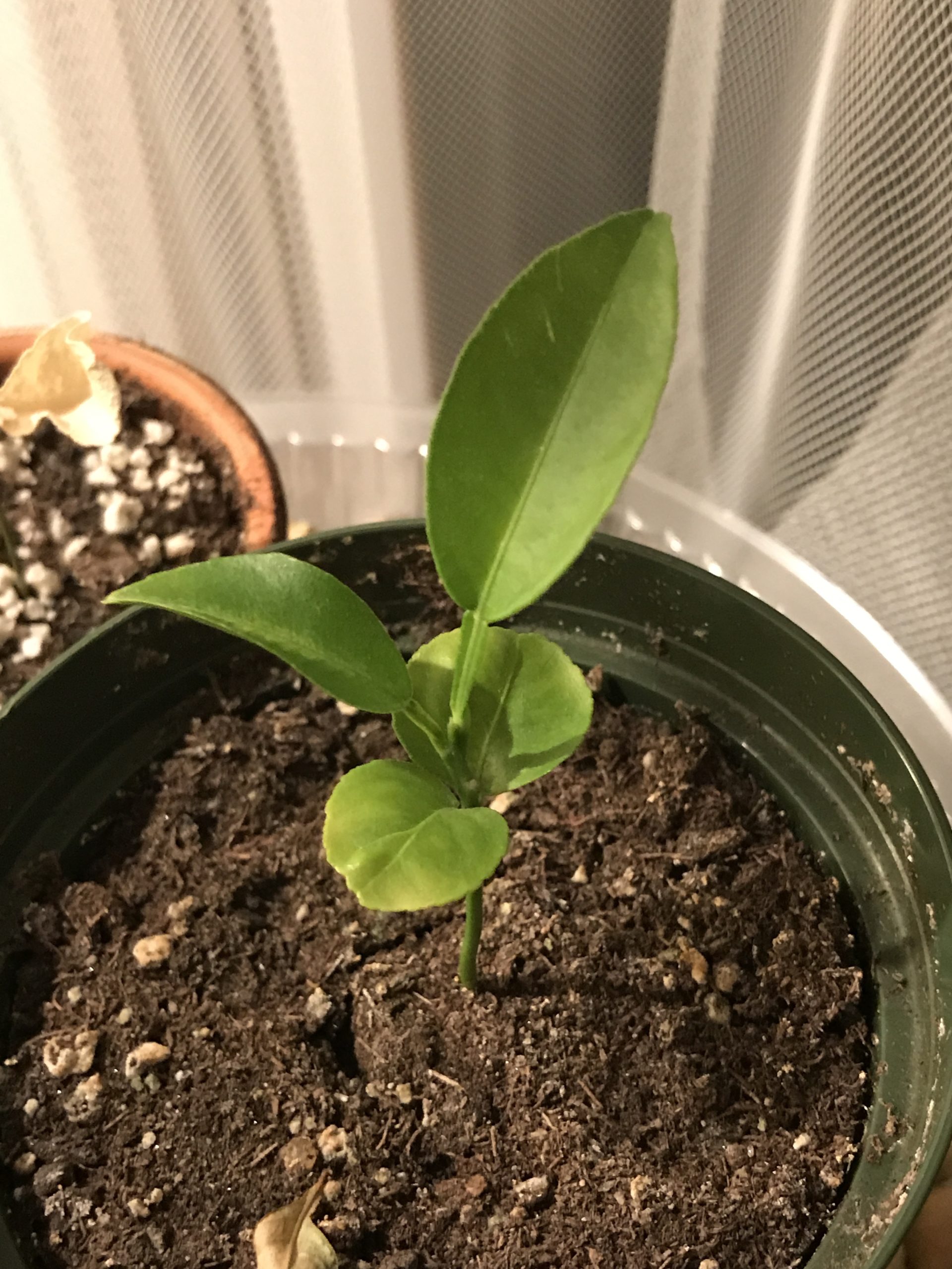 Repotting Citrus 🍊🌱 from clementine seed YHK daily photos